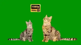 Cats looking around on green screen background video