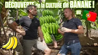 🍌 🤠DÉCOUVERTE de la CULTURE DE BANANE sur L'ILE DE MADERE au PORTUGAL 🇵🇹 !