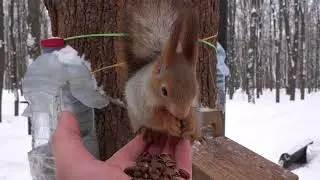 Молодая, незнакомая ручная белка / A young, unfamiliar tame squirrel