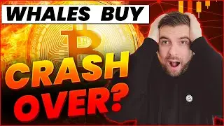 Bitcoin WHALES are BUYING.... Should I BUY BTC now?