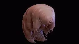 Le tardigrade est lanimal le plus indestructible au monde