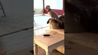 Dolly the Dog Reaction to owner coming home 🐶 