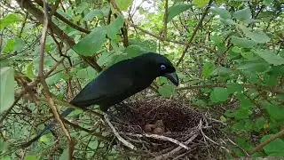 Racket-tailed treepie bird Feed the baby in the nest well (4) Racket-tailed treepie bird