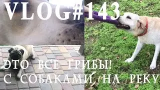 Влог