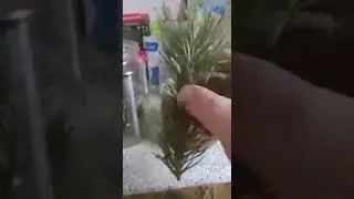 очищение сосудов