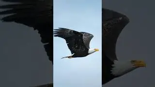 Photographing Bald Eagles On Vancouver Island Canada!