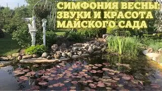 Симфония весны: звуки и красота майского сада
