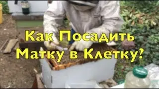 Как Посадить Матку в Клетку?