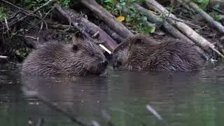 Beaver Kits at Spains Hall Estate