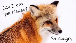 ASMR **V**  Fox Wife Roleplay - I am hungry [REQUESTED]