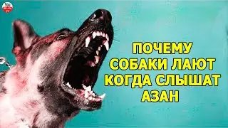 ПОЧЕМУ СОБАКИ ЛАЮТ КОГДА СЛЫШАТ ПРИЗЫВ К МОЛИТВЕ? #shorts