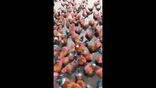 Bu Kadar Horozu Bir Arada Gördünüz mü?