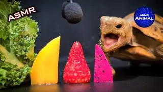 ASMR Mukbang Eating Food 🐢 Turtle Tortoise 132