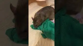 Крыса помогает мыть пол. #rat #animal #животные #крыса