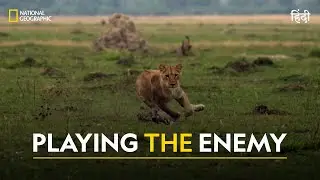 Playing the Enemy | Savage Kingdom | हिन्दी | Full Episode | S1 - E6 | National Geographic