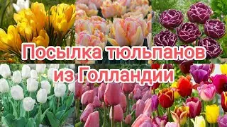Посылка тюльпанов крокусов из Нидерландов
