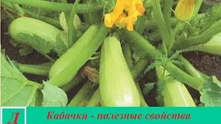 Кабачок - полезные и лечебные свойства