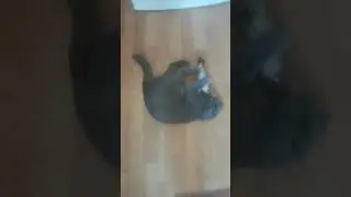 Нашла игрушку с мятой