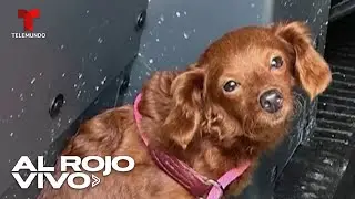 Rescatan a perrito encerrado en carro bajo el sol en Florida