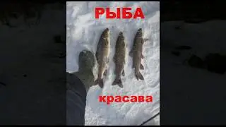 Рыбалка.Горная река Горин!