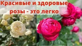 ЧЕМ СЕЙЧАС ПОДКОРМИТЬ РОЗЫ ДЛЯ ДОЛГОГО И ПЫШНОГО ЦВЕТЕНИЯ 🌹