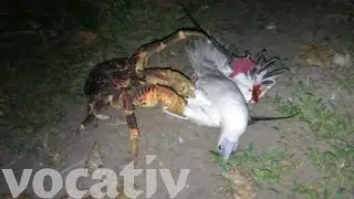 This Giant Scary Crab Climbed A Tree To Kill A Bird