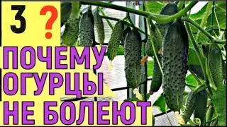 ОГУРЦЫ В ОТКРЫТОМ ГРУНТЕ 4 способа  Ответы на вопросы Часть3