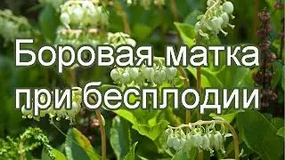 Боровая матка лечебные свойства, противопоказания для женщин. Помощь при бесплодии.