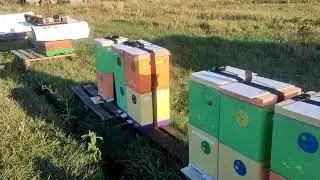Снимаем магазины. 17 августа 2024 г.