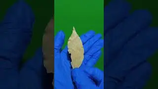 О пользе лаврового листа