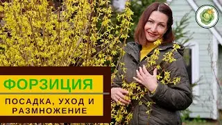 ФОРЗИЦИЯ - посадка, уход, формировка  и размножение
