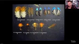 The Feather Thief:  Beauty, Obsession, and the Natural History Heist of the Century