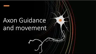 Axon guidance