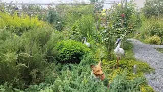 Розы в моём саду