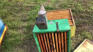 Злючие пчелы самые сильные после зимы!