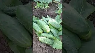 ПАРОДИЯ НА МОЙ КАНАЛ 🤣👍❤️❤️❤️ НАСТРОЕНИЕ ГАРАНТИРОВАНО. ПРЕКРАСНЫЕ ОВОЩИ ЗАВАЛЯТ УРОЖАЕМ. ПЕРЕЦ, ЛУК