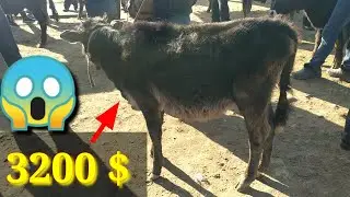 3200 $ ГА БУЗОКЧА. САМАРКАНД САВХОЗ МОЛ БОЗОРИ.