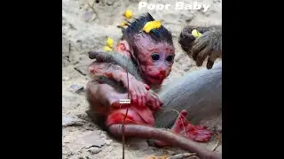 0224 so million heart broken small baby monkey was terrible weaning