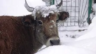 беспокойное утро корова дала жару