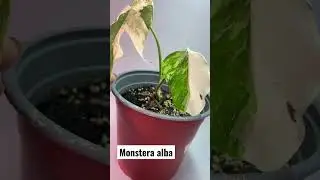 Монстера капризуля