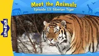 Meet the Animals 13 | Siberian Tiger | Wild Animals | Little Fox | Animated Stories for Kids