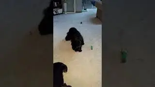 Reverse Sneezing in Dogs