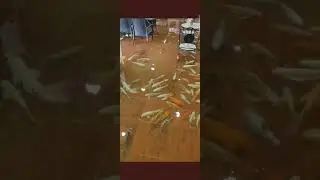 Sweet Fishs Café In Thailand where the floor is filled with water #viralvideo #viral #viralreels