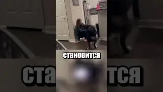 Собака-спасатель