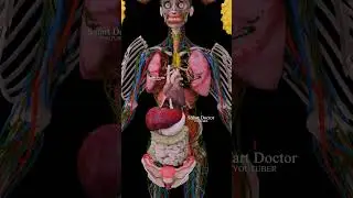 Female Anatomy Without Muscles And Skin ♀️✨