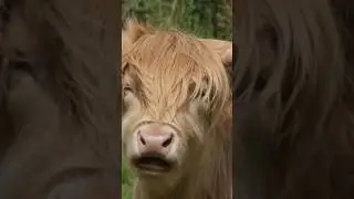 Close encounters with highland cows! #scottishhighlands