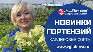 КАРЛИКОВЫЕ СОРТА МЕТЕЛЬЧАТЫХ ГОРТЕНЗИЙ