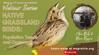 MPF Webinar: Native Grassland Birds: Population Trends & Conservation with Ethan Duke & Dana Ripper