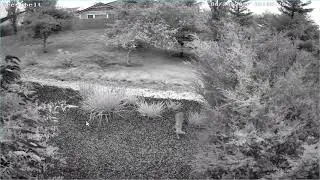 Two Coyotes Chasing Rabbits