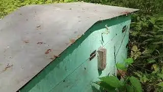 Залетел рой в улей ловушку.